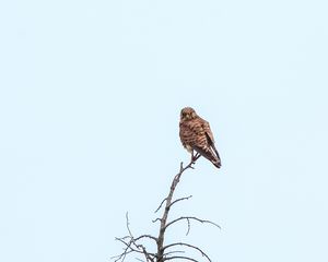 Preview wallpaper kestrel, bird, predator, branches