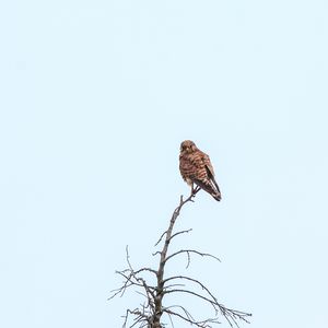 Preview wallpaper kestrel, bird, predator, branches