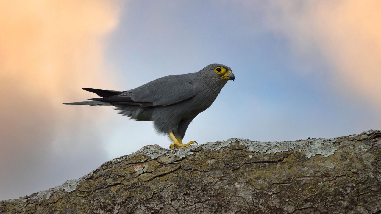 Wallpaper kestrel, bird, tree, wildlife