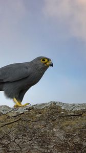 Preview wallpaper kestrel, bird, tree, wildlife