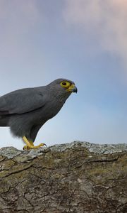 Preview wallpaper kestrel, bird, tree, wildlife