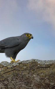 Preview wallpaper kestrel, bird, tree, wildlife