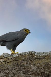 Preview wallpaper kestrel, bird, tree, wildlife