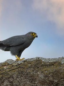 Preview wallpaper kestrel, bird, tree, wildlife