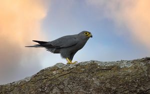 Preview wallpaper kestrel, bird, tree, wildlife