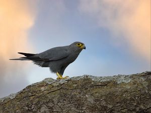 Preview wallpaper kestrel, bird, tree, wildlife