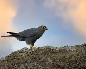 Preview wallpaper kestrel, bird, tree, wildlife