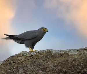 Preview wallpaper kestrel, bird, tree, wildlife