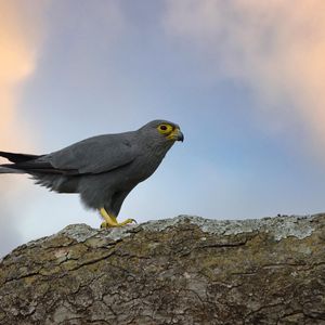 Preview wallpaper kestrel, bird, tree, wildlife