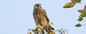 Preview wallpaper kestrel, bird, watching, wildlife