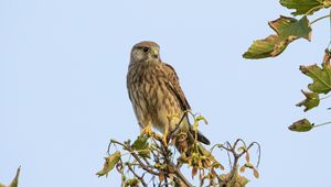 Preview wallpaper kestrel, bird, watching, wildlife