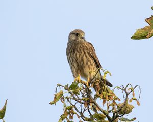 Preview wallpaper kestrel, bird, watching, wildlife