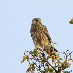 Preview wallpaper kestrel, bird, watching, wildlife