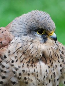 Preview wallpaper kestrel, hawk, bird, beak, predator