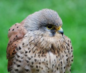 Preview wallpaper kestrel, hawk, bird, beak, predator