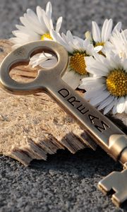 Preview wallpaper key, daisies, inscription, dream