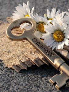Preview wallpaper key, daisies, inscription, dream