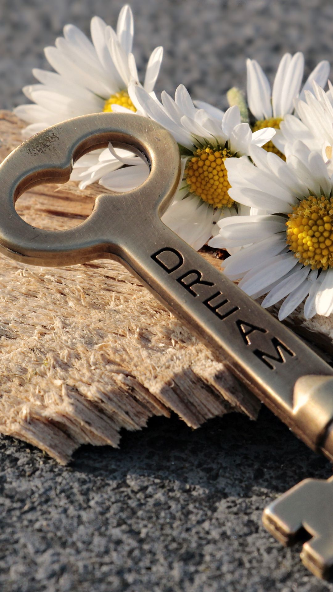 1080x1920 Wallpaper key, daisies, inscription, dream