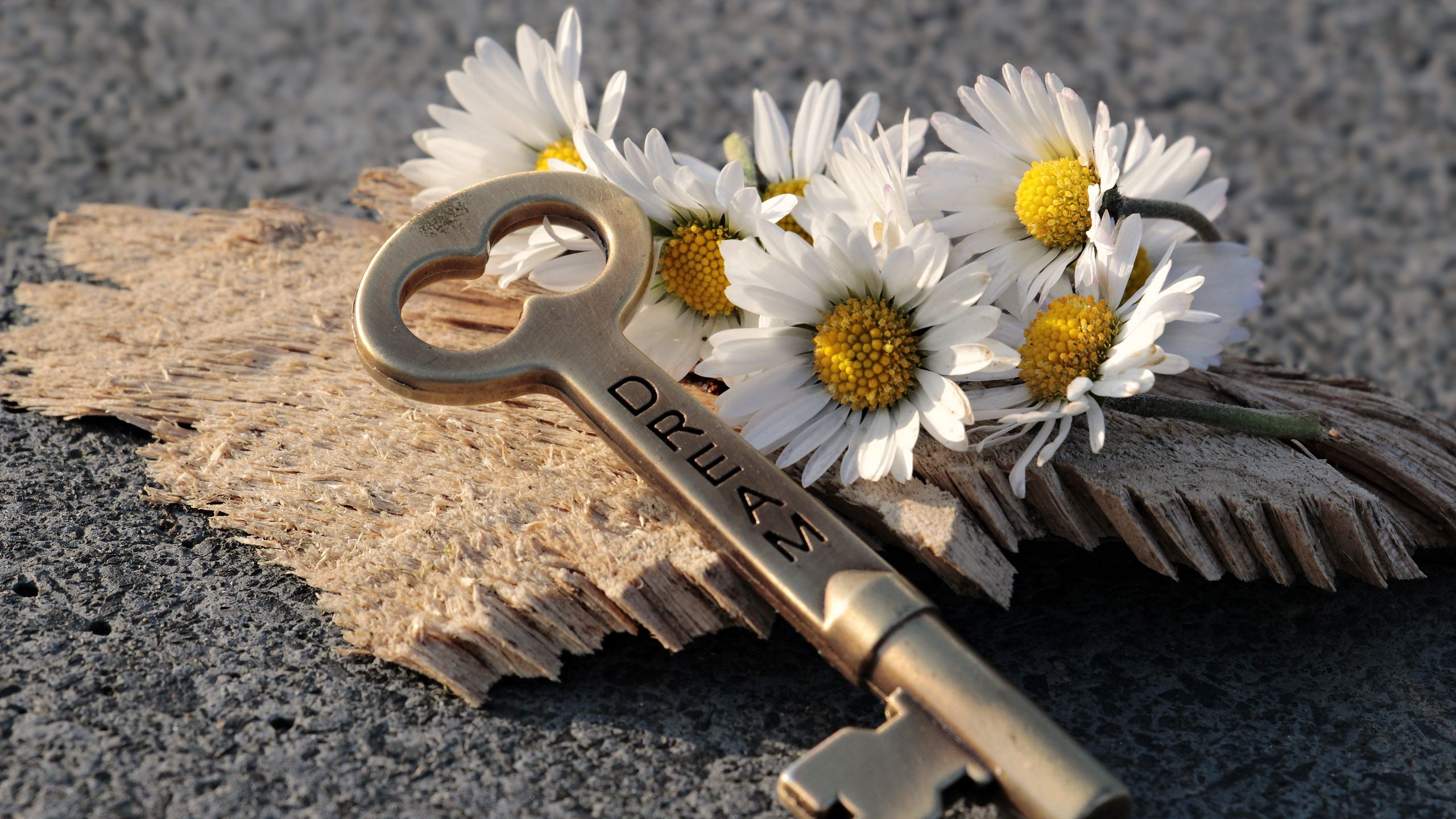 2560x1440 Wallpaper key, daisies, inscription, dream