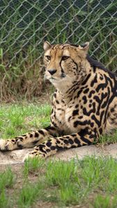 Preview wallpaper king cheetah, color, predator, lying