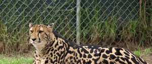 Preview wallpaper king cheetah, color, predator, lying