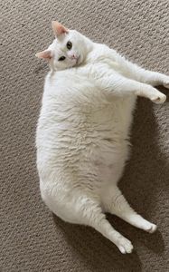 Preview wallpaper king duncan, fat cat, cat, pet, white