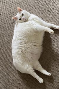 Preview wallpaper king duncan, fat cat, cat, pet, white