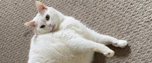 Preview wallpaper king duncan, fat cat, cat, pet, white