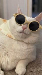 Preview wallpaper king duncan, fat cat, cat, sunglasses, funny