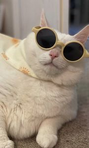 Preview wallpaper king duncan, fat cat, cat, sunglasses, funny