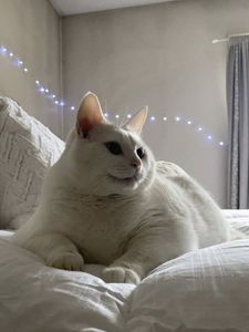 Preview wallpaper king duncan, fat cat, cat, glance, pet, white
