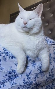 Preview wallpaper king duncan, fat cat, cat, animal, pet, white