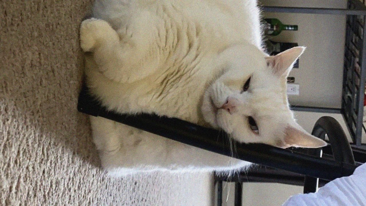 Wallpaper king duncan, fat cat, cat, white, relax