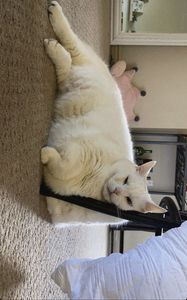 Preview wallpaper king duncan, fat cat, cat, white, relax