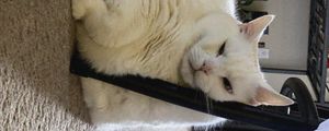 Preview wallpaper king duncan, fat cat, cat, white, relax