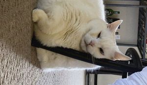 Preview wallpaper king duncan, fat cat, cat, white, relax