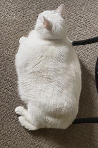 Preview wallpaper king duncan, fat cat, cat, white