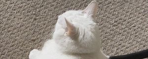 Preview wallpaper king duncan, fat cat, cat, white