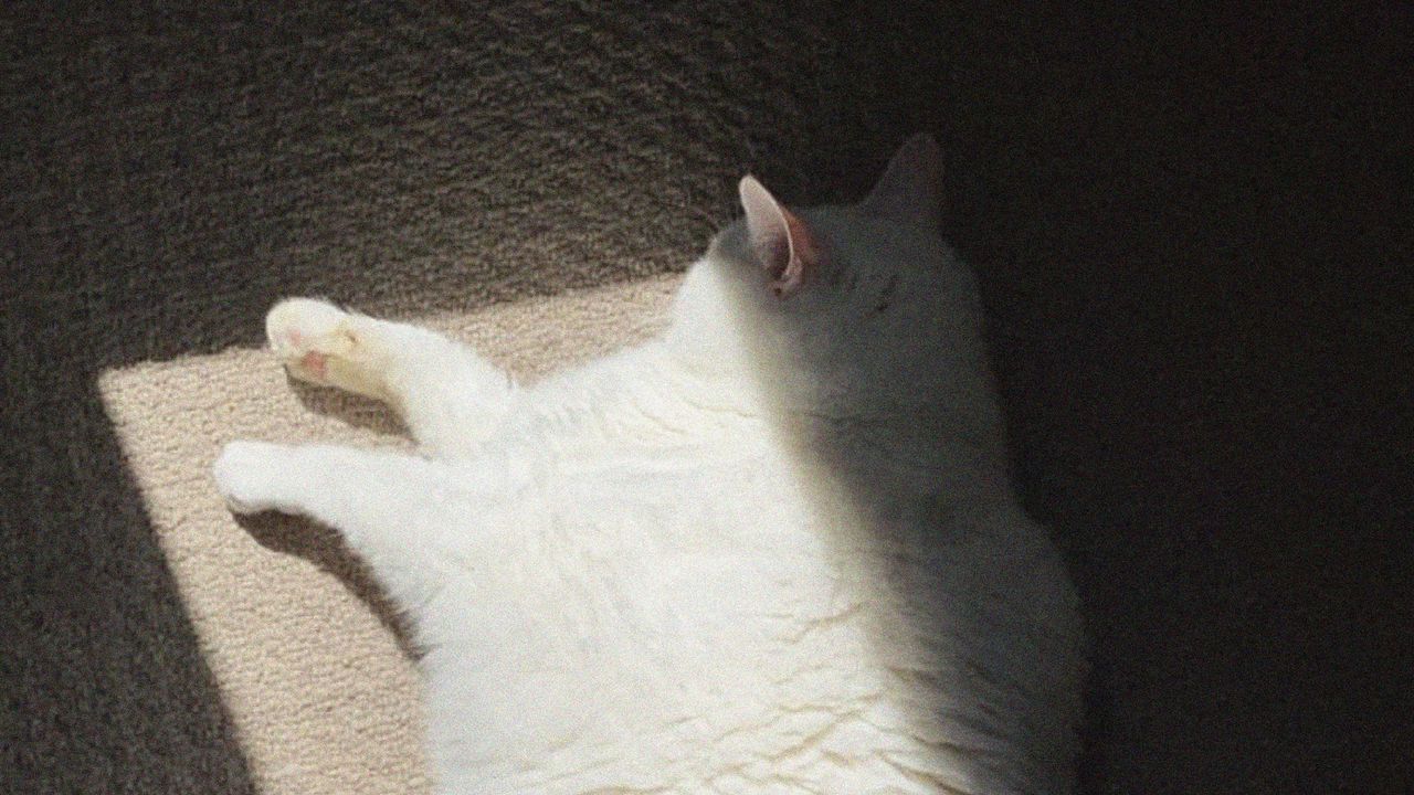 Wallpaper king duncan, fat cat, cat, fluffy, white