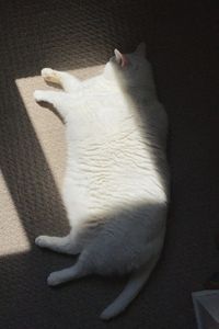 Preview wallpaper king duncan, fat cat, cat, fluffy, white