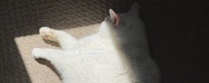 Preview wallpaper king duncan, fat cat, cat, fluffy, white