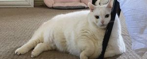Preview wallpaper king duncan, fat cat, cat, pet, relax