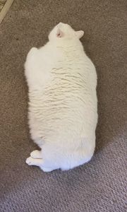 Preview wallpaper king duncan, fat cat, cat, white, pet