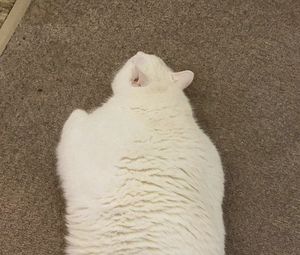 Preview wallpaper king duncan, fat cat, cat, white, pet