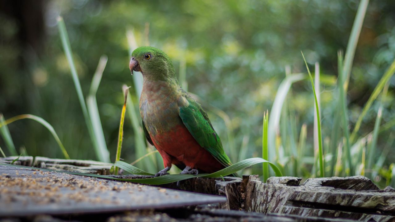 Wallpaper king parrot, bird, green, wild
