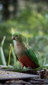 Preview wallpaper king parrot, bird, green, wild