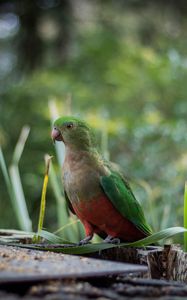 Preview wallpaper king parrot, bird, green, wild