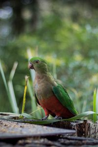 Preview wallpaper king parrot, bird, green, wild