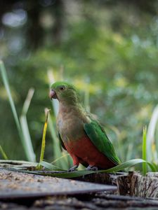 Preview wallpaper king parrot, bird, green, wild