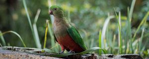 Preview wallpaper king parrot, bird, green, wild